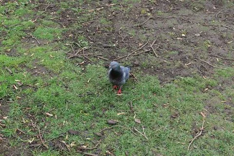 Pigeon Stock Photos
