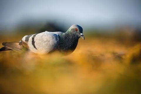 A pigeon Stock Photos