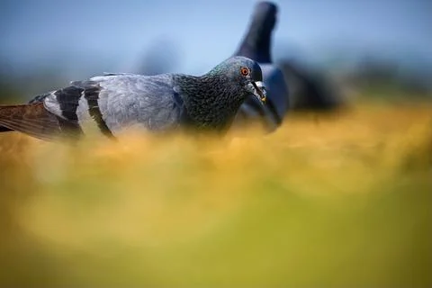 Pigeon Stock Photos