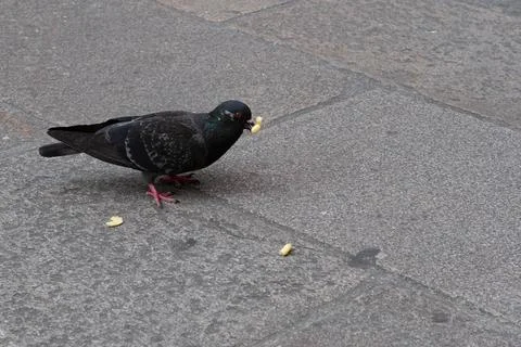 Pigeon Stock Photos