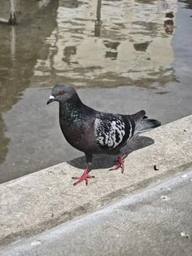 Pigeon Fotos de archivo