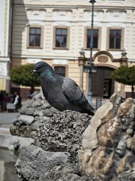Pigeon Stock Photos