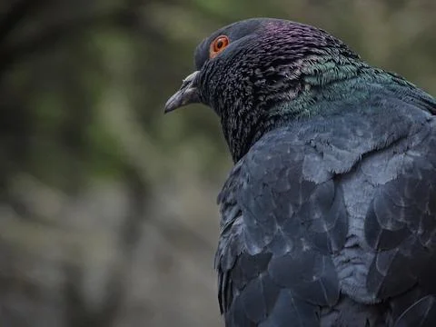 Pigeon Stock Photos