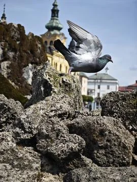 Pigeon Stock Photos