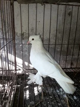 The pigeon Stock Photos