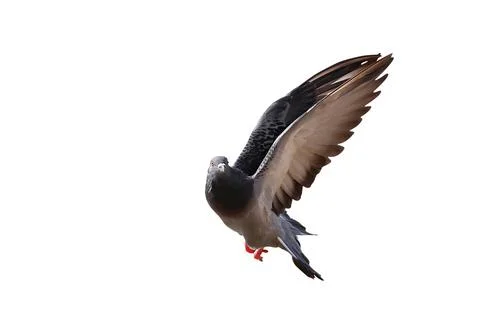 Pigeon Stock Photos