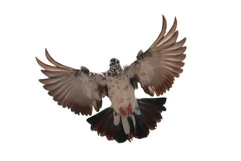 Pigeon 스톡 사진