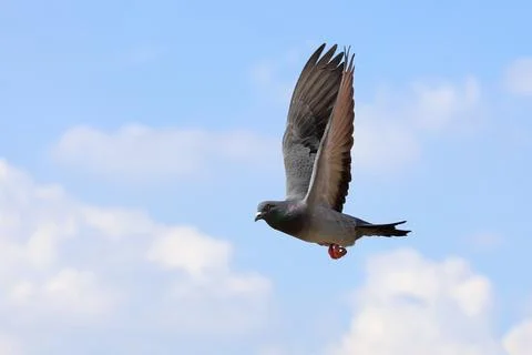 Pigeon Stock Photos