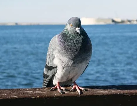 A pigeon Stock Photos
