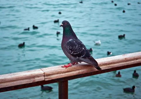 Pigeon Stock Photos