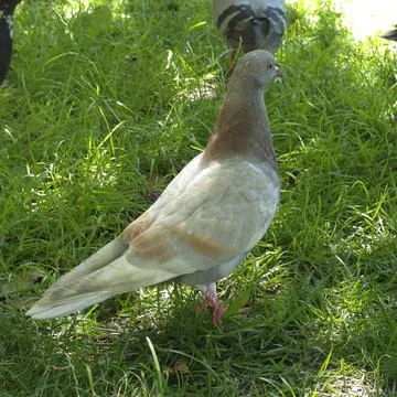 Pigeon Stock Photos