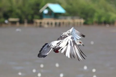 Pigeon Foto stock