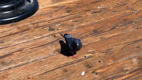 Pigeon on Pier Stock Footage 95768916