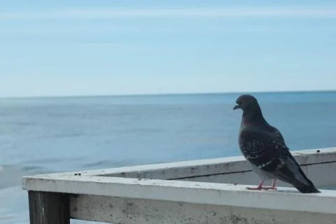 Pigeon at the Pier Stock Photos