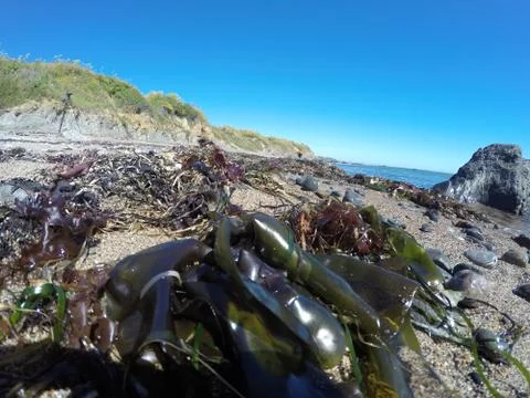 Pigeon Point, CA Stock Photos