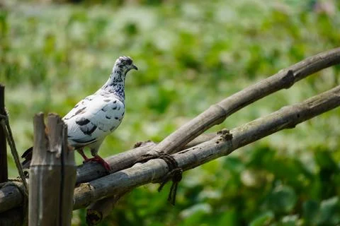 Pigeon Portrait Image Stock Photos