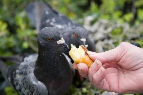 Pigeon portrait Stock Photos