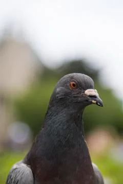 Pigeon portrait Stock Photos