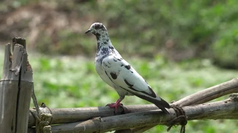 Pigeon Portrait Video Stock Footage 303805002