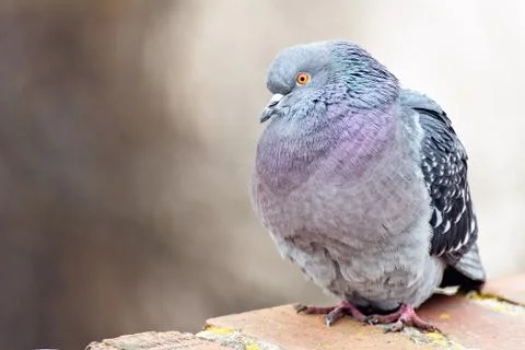 Pigeon posing on bricks border Stock Photos