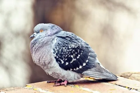 Pigeon posing on bricks border Stock Photos