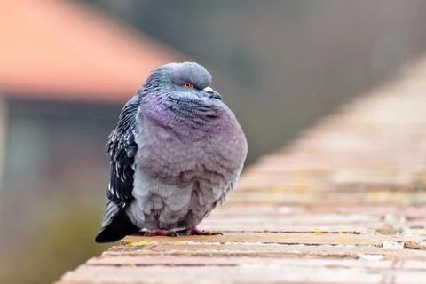 Pigeon posing on bricks border Stock Photos