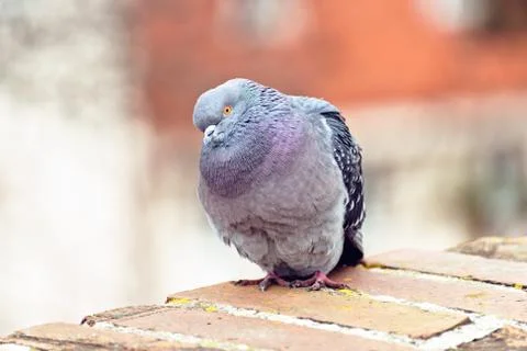 Pigeon posing on bricks border Stock Photos