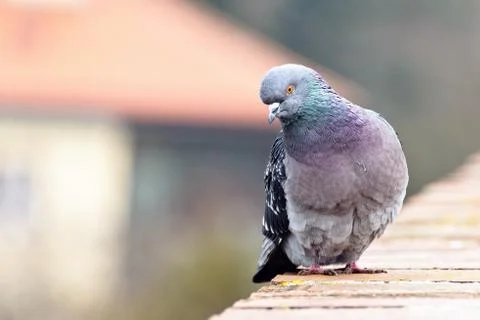 Pigeon posing on bricks border Stock Photos