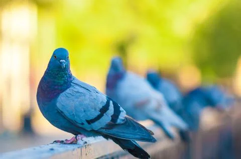 Pigeon posing on the edge of a bridge. Stock Photos
