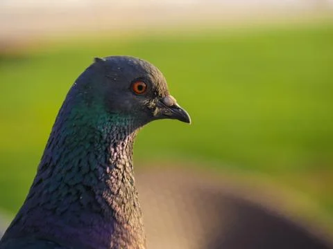 Pigeon posing Stock Photos