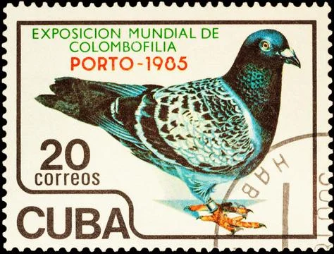 Pigeon on postage stamp Stock Photos