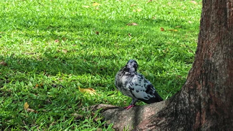 Pigeon Preening Its Feathers While Perched on a Large Tree Root Stock Footage 344744713
