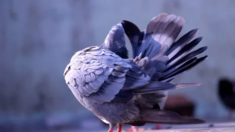 Pigeon Preening in Natural Light 库存影片 337937002