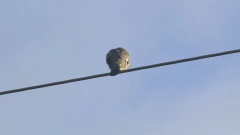 Pigeon Preening While Perched on a Wire Stock Footage 336980537