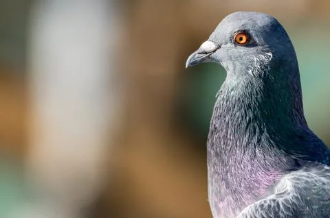 Pigeon profile Stock Photos