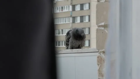 A pigeon in a puddle in the rain. Stock Footage 133162044