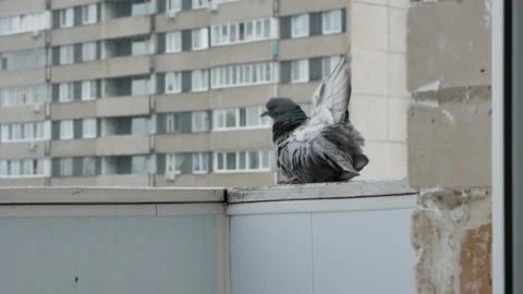 A pigeon in a puddle in the rain. Stock Footage 133162059