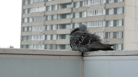 A pigeon in a puddle in the rain. Stock Footage 133162200