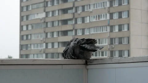A pigeon in a puddle in the rain. Stock Footage 133162229