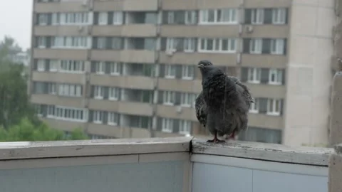 A pigeon in a puddle in the rain. Stock Footage 133162257