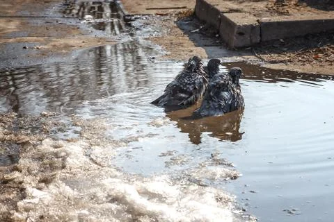 Pigeon in a puddle.bird walk in a puddle in the rays of the spring sun Stock Photos