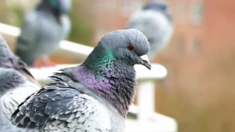 Pigeon Puffing in Winter Stock Footage 233845602
