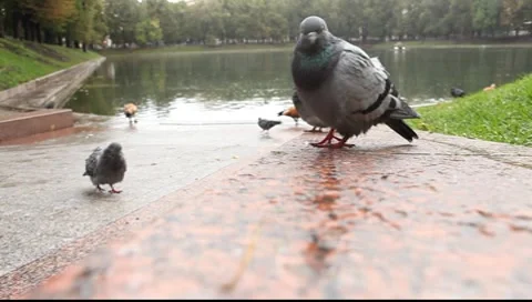 Pigeon in rainy day Stock Footage 8662988