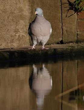 Pigeon reflection Stock Photos