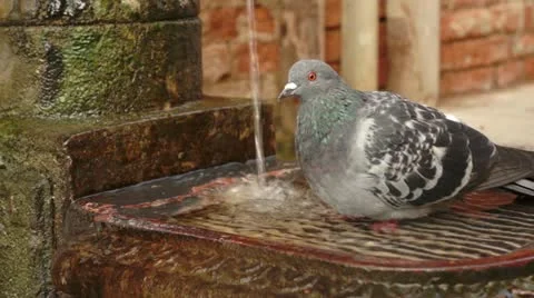 Pigeon refreshing Stock Footage 20441748