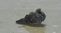 Pigeon refreshing in the water in Porto 4k or 4k+ Resolution