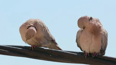 Pigeon relaxing in a pole 2 Stock Footage 151831918