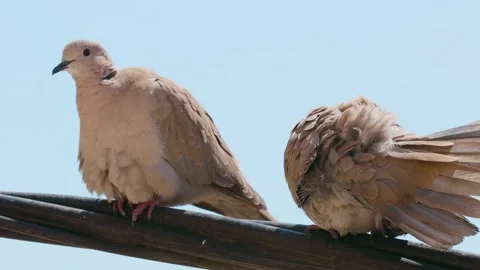 Pigeon relaxing in a pole Stock Footage 151831910