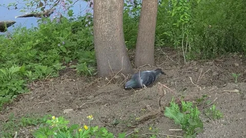 Pigeon Repeatedly Pecking and Digging Soil Beneath a Tree 動画素材 341621308