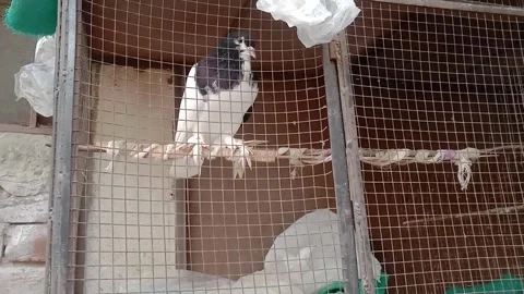 Pigeon Resting Inside Its Home Stock Footage 346738065